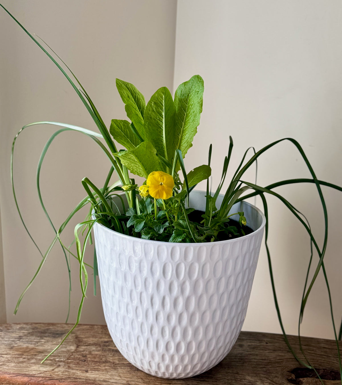 Spring Harmony