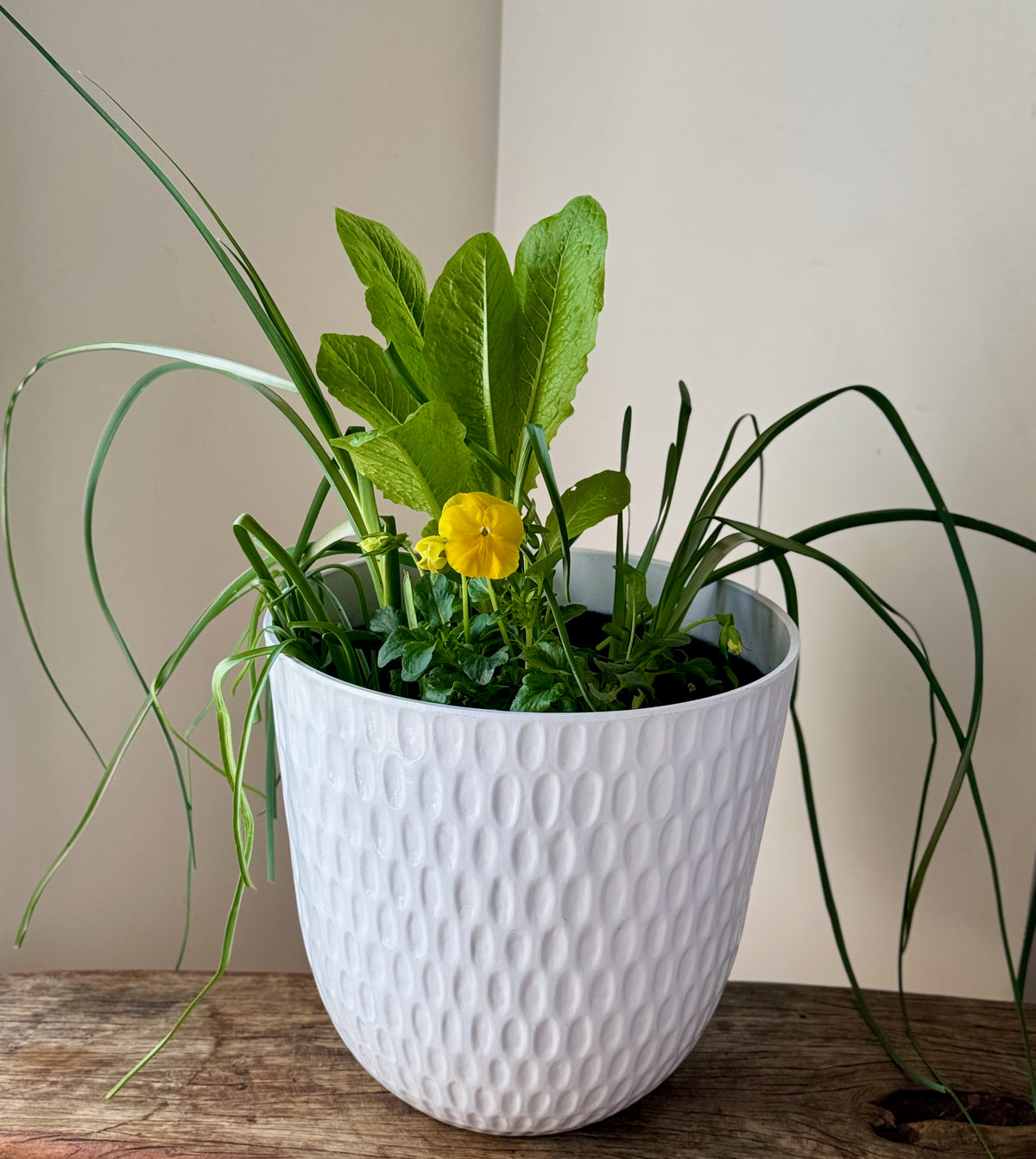 Spring Harmony