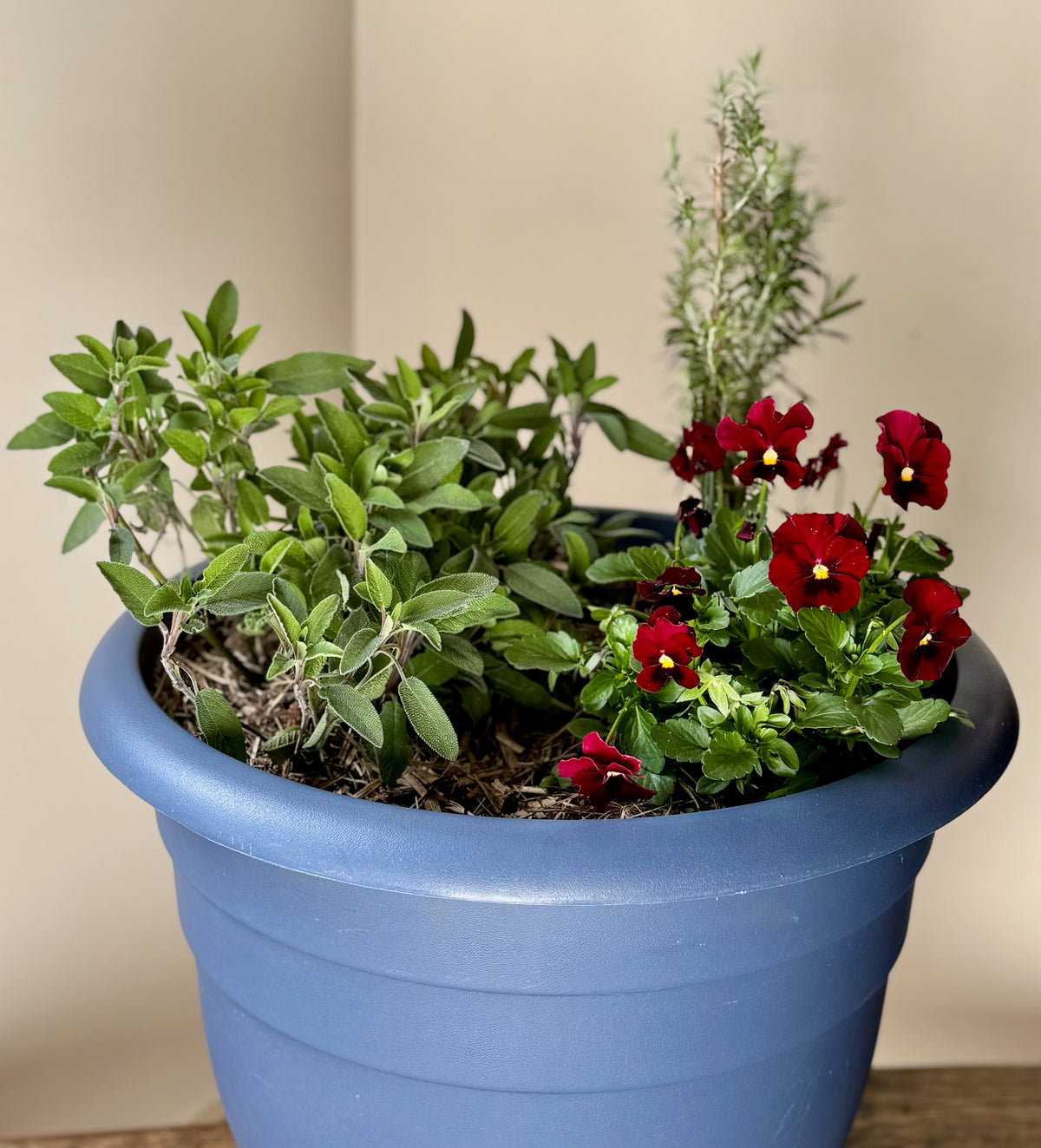Mediterranean Blue Companion
