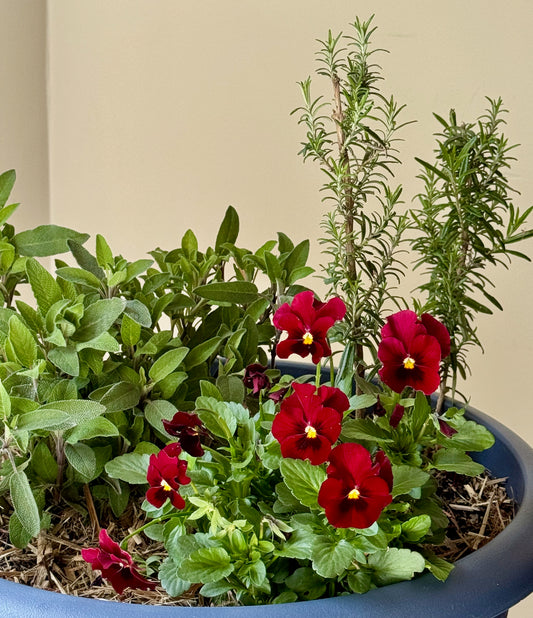 Mediterranean Blue Companion